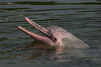 Ружичасти делфин је слатководни речни делфин који живи у системима река Ориноко, Амазон и Арагваја/Токантинс у Бразилу, Боливији, Перуу, Еквадору, Колумбији и Венецуели. То је угрожена врста и има мозак 40% већи од људског.