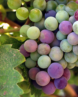 Grappes de raisin dans la vallée de Guadalupe en Basse-Californie au Mexique. (définition réelle 1 680 × 2 100*)