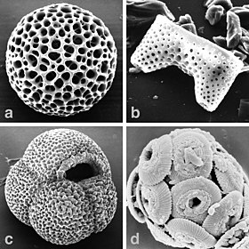 Esqueleto de radiolario (a, ø=350 µm) e concha de foraminifera (c, ø=400 µm)