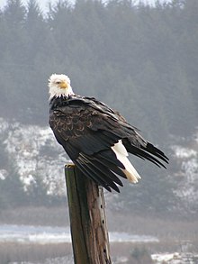 Bald Eagle, Kodiak, Alaska Ret.jpg