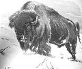 Американский бизон (Bison bison)