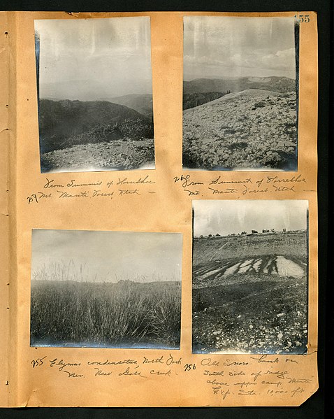 File:Chase album, 1898, 1903, and undated (Page 155) BHL46399590.jpg