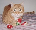Berto bonanima,alias Trippo, Ciccio....il gatto più tontolone e bischero della zona, di Starrkopfige,passato a miglior vita (si spera)a giugno 2006, per colpa di una macchina infernale.
