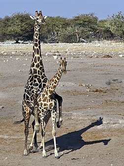 Girafes angolaises s'accouplant (Giraffa camelopardalis angolensis) au point d'eau de Chudop, Etosha, Namibie. (définition réelle 1 811 × 2 415)