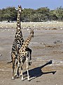 14. Párzó angolai zsiráfok (Giraffa camelopardalis angolensis) a Chudop vízlelőhelynél (Namíbia, Etosha Nemzeti Park) (javítás)/(csere)
