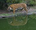 Tigre de Indochina