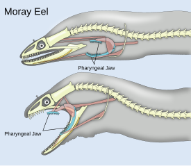 Pharyngeal jaws