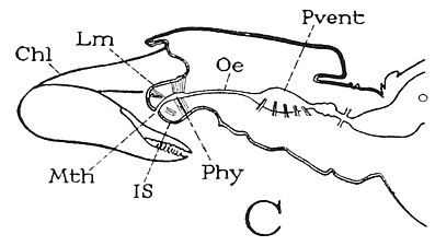 前体の断面図（Chl：鋏角、Mth：口、Lm：上唇、Is：下唇）