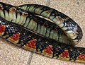 Op de búkside hat in slange (hjir Xenochrophis trianguligerus) altiten mar ien brede rige skobben, yn tsjinstelling ta hagedissen.