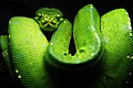 Green tree python, Morelia viridis