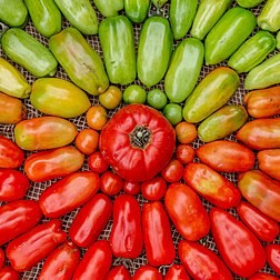 Tomates orgânicos cultivados em casa e dispostos em um círculo (definição 3 130 × 3 130)