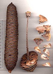 Abies borisii-regis kegel, schubben en zaden