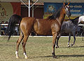   Deutsch: Arabisches Showpferd English: Arabian horse at show