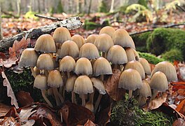 Coprinellus micaceus Glimmer-Tintling