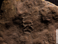 The enigmatic Ediacaran lifeform known as Palaeopascichnus is known as a Macrofossil.