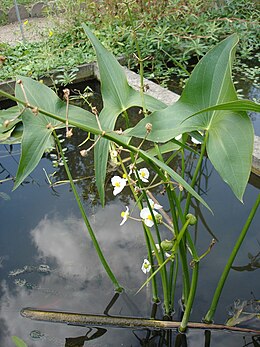 Nyílfű (Sagittaria sagittifolia)