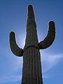 Saguaro à Scottsdale, en Arizona.