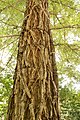 セコイア（ヒノキ科）の樹皮