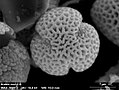 "Arabis pollen has three colpi and prominent surface structure.