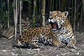 "Chapultepec_Zoo_-_Jaguar_(02).jpg" by User:KTC