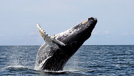'Kambur balina (Megaptera novaeangliae) (Üreten: Wwelles14)