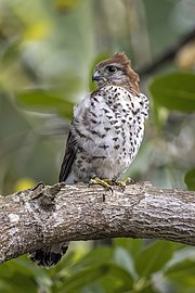 Mauritius kestrel Falco punctatus Mauritius