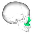 頭顱的側視圖。上頜骨的位置(顯示為綠色)。