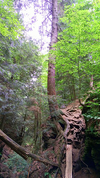 File:Near Small Lyons Fall at Mohican State Park - panoramio.jpg