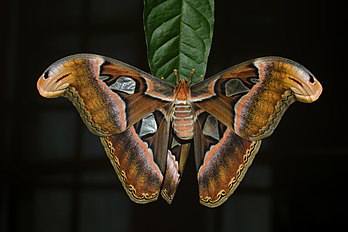 Fêmea de Attacus taprobanis, uma mariposa nativa do Sri Lanka e Índia do Sul. (definição 6 000 × 4 000)