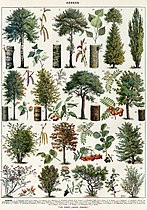 Montage drawing of Category:Botanical illustrations of several different tree species