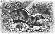 Drawing of black and white stink badger on rocks