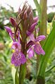 Übersehenes Knabenkraut, Orchidee des Jahres