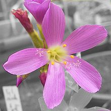Un singolo fiore rosa aperto con cinque petali radialmente simmetrici, cinque stami con antere gialle e tre steli che emergono dal centro del fiore; parecchi fiori non aperti sono sullo sfondo grigio.