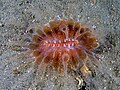 Pólipo solitario del coral Flabellum con sus tentáculos extendidos alrededor de la boca