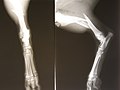 Røntgenbilde av brudd i tibia hos en hund.