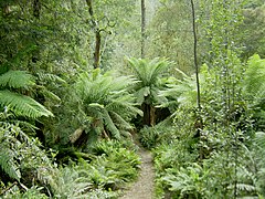 Вологі реліктові ліси Тасманії
