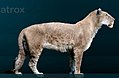Leão americano (Panthera leo atrox) um carnívoro
