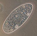 Protozoa Paramecium aurelia