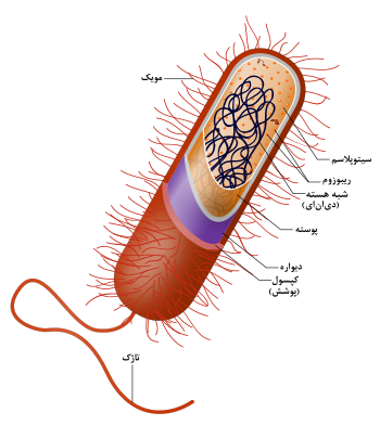 سلول پروکاریوتی باکتری