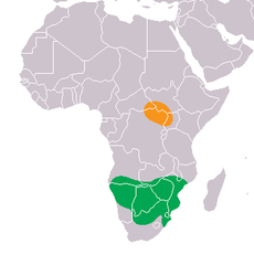 Rozšíření (jižní poddruh zeleně, severní poddruh oranžově)
