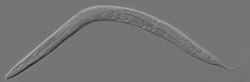 Odrasla hermafroditna C. elegans