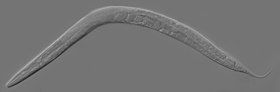 Um exemplar adulto hermafrodita de C. elegans