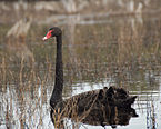 Cygnus atratus Black Swan bird emblem