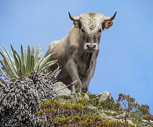 Un charolais sauvage dans la cordillère de Mérida (Venezuela), à 4 600 mètres d'altitude. (définition réelle 2 500 × 2 071)