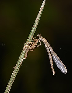 Prodasineura verticalis (പെൺതുമ്പി) (emergence)