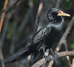 Description de l'image Flickr - Rainbirder - Long-tailed Cormorant (Phalacrocorax africanus).jpg.