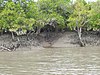 Rừng ngập mặn Sundarban