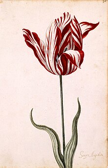 Hoa tulip Semper Augustus