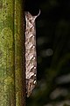 16. A szenderfélék családjába tartozó Theretra clotho lárvája (Kadavúr, India) (javítás)/(csere)