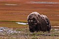 17. Keleti pézsmatulok (Ovibos moschatus) a Nagy Begicsev-szigeten (Laptyev-tenger, Jakutföld, Oroszország) (javítás)/(csere)